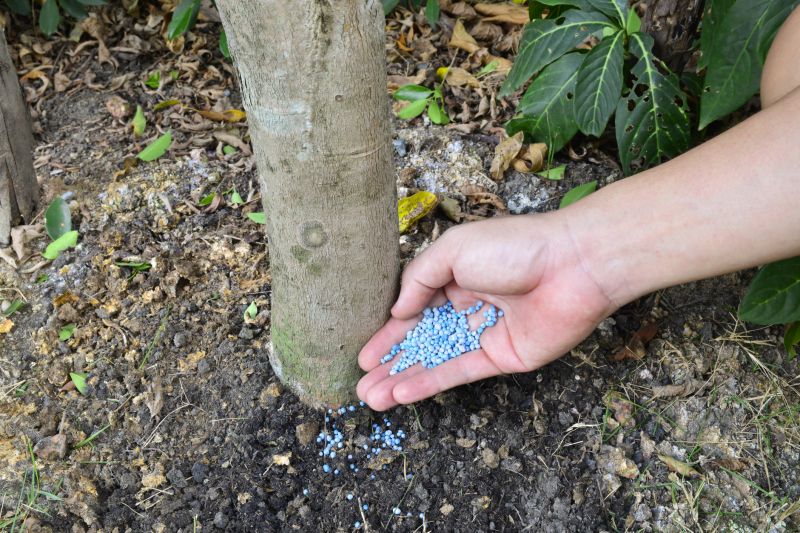 Lawn Treatment Service