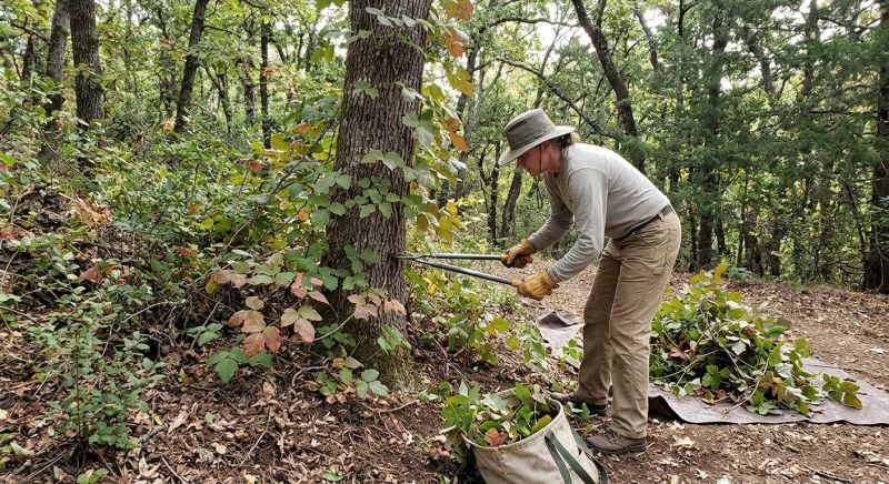 Poison Oak Removal in Lancaster, PA