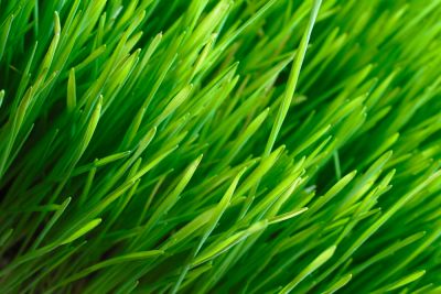 Control the Growth of Weeds!