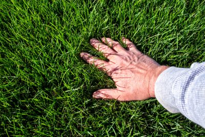 Get a Beautiful Lawn!
