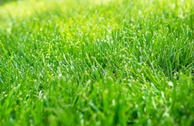 Get Strong and Vibrant Grass!
